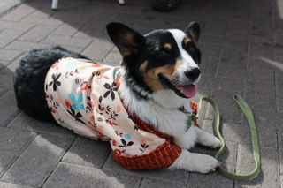 Illustration for article titled Had A Rough Day? Here's A Cosplaying Corgi